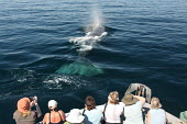 Tourists observing a male sperm whale tourists,tourism,observing,male,Mammalia,Mammals,Chordates,Chordata,Cetacea,Whales, Dolphins, and Porpoises,Sperm Whales,Physeteridae,Indian,Asia,North America,Pacific,Antarctic,Aquatic,Carnivorous,ma