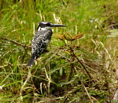 Pied kingfisher perched, side view perched,Wild,Coraciiformes,Rollers Kingfishers and Allies,Alcedinidae,Kingfishers,Chordates,Chordata,Aves,Birds,Least Concern,Asia,Carnivorous,rudis,Animalia,Wetlands,Ceryle,Terrestrial,Streams and ri