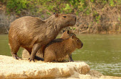 Capybara family adult,young,family,Wild,Chordates,Chordata,Guinea Pig, Wild Cavies, and the Capybara,,Caviidae,Rodents,Rodentia,Mammalia,Mammals,Riparian,Fresh water,Grassland,South America,Hydrochaeris,Herbivorous,T