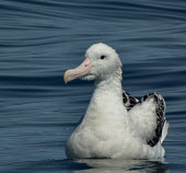Young wandering albatross on water young,on water,Albatrosses,Diomedeidae,Chordates,Chordata,Ciconiiformes,Herons Ibises Storks and Vultures,Aves,Birds,Antarctic,Diomedea,Coastal,South,exulans,Aquatic,Flying,Terrestrial,Procellariiform
