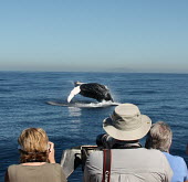 Tourists observing a humpback whale breaching breaching,tourists,tourism,Rorquals,Balaenopteridae,Cetacea,Whales, Dolphins, and Porpoises,Chordates,Chordata,Mammalia,Mammals,South America,North America,South,Asia,Australia,Pacific,Africa,Aquatic,