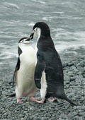 Chinstrap penguin with chick Charles Kinsey adult,young,Animalia,Ocean,Antarctic,Terrestrial,Coastal,Aquatic,Shore,Chordata,Aves,Sphenisciformes,Carnivorous,Spheniscidae,Snow and ice,Least Concern,Pygoscelis,antarcticus,South,IUCN Red List