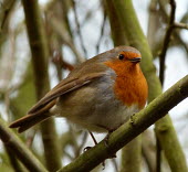 Robin perched on branch perched,branch,RSPB reserve,Aves,Birds,Perching Birds,Passeriformes,Chordates,Chordata,Old World Flycatchers,Muscicapidae,rubecula,Common,Temperate,Turdidae,Flying,Animalia,Europe,Urban,Terrestrial,As