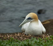 Australasian gannet resting