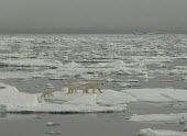 Female polar bear with cubs walking on sea ice mother,young,female,sea ice,climate change,Chordates,Chordata,Bears,Ursidae,Mammalia,Mammals,Carnivores,Carnivora,Snow and ice,North America,Europe,maritimus,Vulnerable,Carnivorous,Terrestrial,Ursus,A