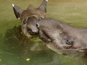 South American tapirs at Bristol Zoo mother,young,Captive,Chordates,Chordata,Perissodactyla,Odd-toed Ungulates,Mammalia,Mammals,Tapirs,Tapiridae,Rainforest,Tapirus,Appendix II,Streams and rivers,terrestris,Animalia,Herbivorous,South Amer