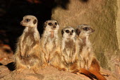 Group of meerkats at Bristol Zoo group,Captive,Herpestidae,Mongooses, Meerkat,Carnivores,Carnivora,Mammalia,Mammals,Chordates,Chordata,Subterranean,Sand-dune,Savannah,Africa,Terrestrial,Desert,Carnivorous,Animalia,suricatta,Semi-dese