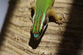 Reunion Island ornate day gecko, head detail gecko,Indian,Animalia,Reptilia,Gekkonidae,Appendix II,Squamata,Terrestrial,Phelsuma,Omnivorous,CITES,Chordata