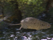 Southern water vole running in stream running,Chordates,Chordata,Mammalia,Mammals,Cricetidae,Rodents,Rodentia,Ponds and lakes,Aquatic,Animalia,Temperate,Vulnerable,Streams and rivers,Terrestrial,Wetlands,Arvicola,Omnivorous,Europe,IUCN Re