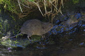 Southern water vole at water's edge Chordates,Chordata,Mammalia,Mammals,Cricetidae,Rodents,Rodentia,Ponds and lakes,Aquatic,Animalia,Temperate,Vulnerable,Streams and rivers,Terrestrial,Wetlands,Arvicola,Omnivorous,Europe,IUCN Red List