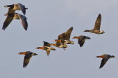 Group of red-breasted geese in flight group,flying,flight,Chordata,Asia,Tundra,Appendix II,Herbivorous,Vulnerable,Aves,Europe,Anseriformes,Animalia,Agricultural,Flying,Branta,Anatidae,ruficollis,Terrestrial,IUCN Red List,Endangered