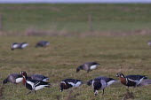 Group of red-breasted geese foraging group,feeding,foraging,Chordata,Asia,Tundra,Appendix II,Herbivorous,Vulnerable,Aves,Europe,Anseriformes,Animalia,Agricultural,Flying,Branta,Anatidae,ruficollis,Terrestrial,IUCN Red List,Endangered