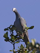 White-crowned pigeon perched perched,Pigeons, Doves,Columbidae,Aves,Birds,Pigeons and Doves,Columbiformes,Chordates,Chordata,South America,Animalia,Near Threatened,Flying,Sub-tropical,Patagioenas,North America,leucocephala,IUCN R
