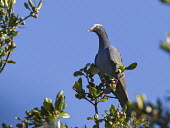 White-crowned pigeon perched perched,Pigeons, Doves,Columbidae,Aves,Birds,Pigeons and Doves,Columbiformes,Chordates,Chordata,South America,Animalia,Near Threatened,Flying,Sub-tropical,Patagioenas,North America,leucocephala,IUCN R