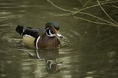 Wood duck duck,ripples,reflection,Chordates,Chordata,Aves,Birds,Waterfowl,Anseriformes,Ducks, Geese, Swans,Anatidae,Least Concern,North America,Fresh water,Omnivorous,Terrestrial,Ponds and lakes,IUCN Red List,A