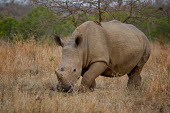 White rhino rhiniceros,grazing,being groomed,square-lipped rhino,symbiotic,Rhinocerous,Rhinocerotidae,Perissodactyla,Odd-toed Ungulates,Mammalia,Mammals,Chordates,Chordata,Appendix II,Scrub,simum,Terrestrial,Sava