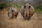 White rhino rhinoceros,grazing,mother and baby,baby,square-lipped rhino,Rhinocerous,Rhinocerotidae,Perissodactyla,Odd-toed Ungulates,Mammalia,Mammals,Chordates,Chordata,Appendix II,Scrub,simum,Terrestrial,Savanna