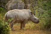 White rhino rhinoceros,grazing,square-lipped rhino,baby rhino,baby,Rhinocerous,Rhinocerotidae,Perissodactyla,Odd-toed Ungulates,Mammalia,Mammals,Chordates,Chordata,Appendix II,Scrub,simum,Terrestrial,Savannah,Nea