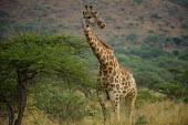 Giraffe Geoffrey Oddie Giraffe,tongue,silly,sticking out tongue,funny,Even-toed Ungulates,Artiodactyla,Chordates,Chordata,Mammalia,Mammals,Giraffidae,Giraffes,Terrestrial,Africa,Cetartiodactyla,Savannah,Herbivorous,Endangered,camelopardalis,Animalia,Giraffa,Least Concern,IUCN Red List