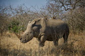 White rhino rhinoceros,grazing,square-lipped rhino,being groomed,symbiotic,Rhinocerous,Rhinocerotidae,Perissodactyla,Odd-toed Ungulates,Mammalia,Mammals,Chordates,Chordata,Appendix II,Scrub,simum,Terrestrial,Sava