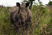 White rhino rhinoceros,square-lipped rhino,Rhinocerous,Rhinocerotidae,Perissodactyla,Odd-toed Ungulates,Mammalia,Mammals,Chordates,Chordata,Appendix II,Scrub,simum,Terrestrial,Savannah,Near Threatened,Africa,Crit
