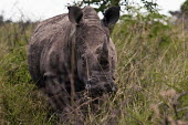 White rhino rhinoceros,square-lipped rhino,Rhinocerous,Rhinocerotidae,Perissodactyla,Odd-toed Ungulates,Mammalia,Mammals,Chordates,Chordata,Appendix II,Scrub,simum,Terrestrial,Savannah,Near Threatened,Africa,Crit