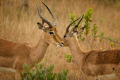 Impala antelopes,Bovidae,ungulate,prey,Chordates,Chordata,Even-toed Ungulates,Artiodactyla,Bison, Cattle, Sheep, Goats, Antelopes,Mammalia,Mammals,Aepyceros,Animalia,Africa,Terrestrial,Vulnerable,Savannah,Ce