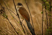 Burchells Coucal birds,perching,feathers