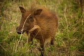Bushpig wild pig,Suidae,ungulate