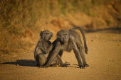 Baboon monkeys,old world monkeys,grooming,allogrooming