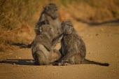 Baboon monkeys,old world monkeys,grooming,allogrooming