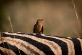 Red-billed oxpecker Birds,perching,grooming,zebra