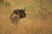 Wildebeest gnu,antelope,Bovidae,ungulate,prey species
