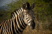 Zebra zebra,close-up,eye,face,stripes,stripey,striped