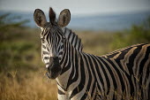 Zebra zebra,close-up,eye,face,stripes,stripey,striped,eating,feeding,chewing