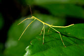 Insect stick insect,insects,camouflage,macro,close-up