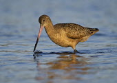 Marbled Godwit seabird,wading,foraging,water