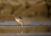 Marbled Godwit seabird,foraging,reflection,probing,mudflats