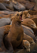California sea lion Sea lions,eared seals,Chordates,Chordata,Mammalia,Mammals,Carnivores,Carnivora,Otariidae,Eared Seals,Ocean,North America,Coastal,Aquatic,Animalia,Terrestrial,Pacific,Zalophus,Carnivorous,Least Concern