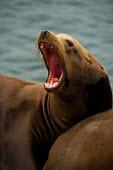 California sea lion Sea lions,eared seals,Chordates,Chordata,Mammalia,Mammals,Carnivores,Carnivora,Otariidae,Eared Seals,Ocean,North America,Coastal,Aquatic,Animalia,Terrestrial,Pacific,Zalophus,Carnivorous,Least Concern