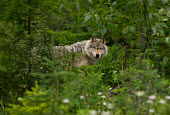 Grey wolf timber wolf,true wolf,wild dogs,Canidae,Dog, Coyote, Wolf, Fox,Chordates,Chordata,Mammalia,Mammals,Carnivores,Carnivora,Rock,Desert,Wetlands,Broadleaved,Animalia,Coniferous,Tundra,lupus,Least Concern,