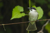 Taiwan bulbul perched, front view Styan's Bulbul,perched,front view,Terrestrial,taivanus,Pycnonotidae,Animalia,Chordata,Passeriformes,Asia,Aves,Vulnerable,Pycnonotus,Flying,Omnivorous,IUCN Red List