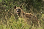 Spotted hyaena Hyena,wild dogs,Canidae,canids,Chordates,Chordata,Hyaenidae,Hyenas, Aardwolves,Carnivores,Carnivora,Mammalia,Mammals,Savannah,crocuta,Carnivorous,Least Concern,Africa,Tropical,Desert,Sub-tropical,Croc