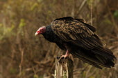 Turkey vulture perching,birds,Cathartidae,cathartids,Aves,Birds,Ciconiiformes,Herons Ibises Storks and Vultures,Storks,Ciconiidae,Chordates,Chordata,Desert,Carnivorous,Tropical,Least Concern,Cathartes,Animalia,Falco