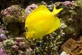 Yellow tang Coral reef fish,reef fish,yellow,bright colour,Captive