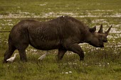 Black Rhino side view,in grass,foraging,Mammalia,Mammals,Chordates,Chordata,Rhinocerous,Rhinocerotidae,Perissodactyla,Odd-toed Ungulates,Semi-desert,Animalia,Africa,Herbivorous,Terrestrial,Appendix I,bicornis,Dic