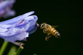 Bee pollination,pollinator,in flight,flying,insect
