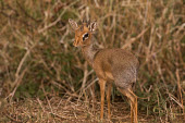 Dik-dik antelopes,Bovidae,ungulate,prey