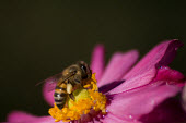 Bee pollination,pollinator,insect