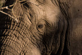 Elephant Close-up,eye,eyelashes,face,Elephants,Elephantidae,Chordates,Chordata,Elephants, Mammoths, Mastodons,Proboscidea,Mammalia,Mammals,Appendix I,Africa,Appendix II,Savannah,Herbivorous,Terrestrial,Animali